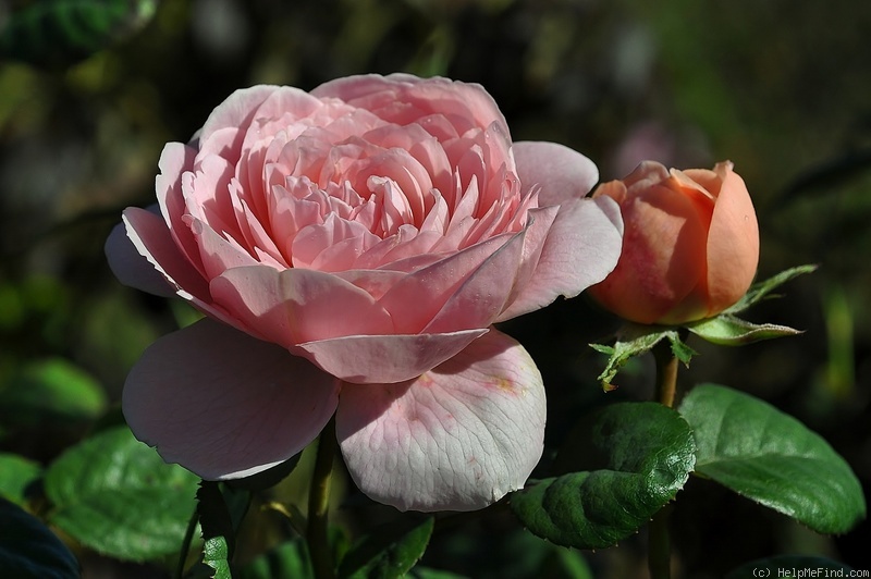 'Queen of Sweden' rose photo