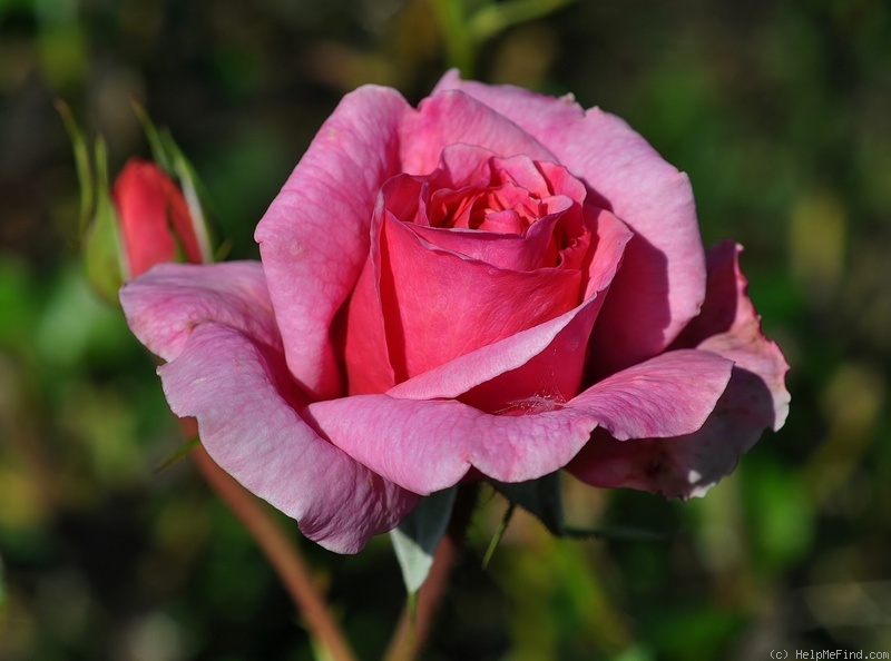 'Aloha (cl. hybrid tea, Boerner before 1949)' rose photo