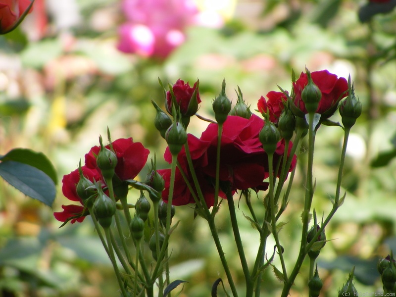 'Stromboli (shrub, Leenders, 1970)' rose photo