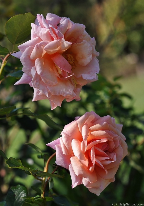 'Dixieland Linda' rose photo