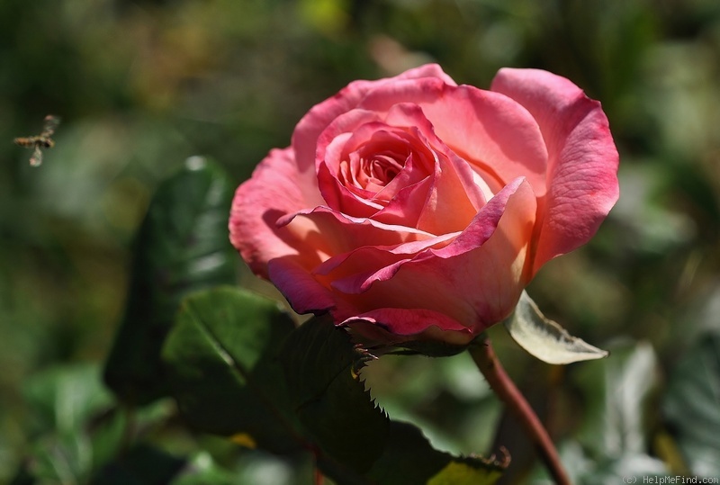 'Portlandia' rose photo