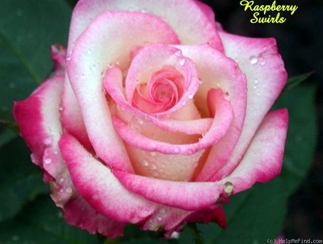 'Raspberry Swirls (hybrid tea, Edwards 2000)' rose photo