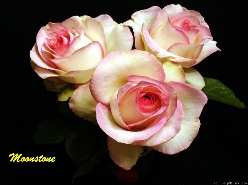 'Moonstone ™ (Hybrid Tea, Carruth 1998)' rose photo