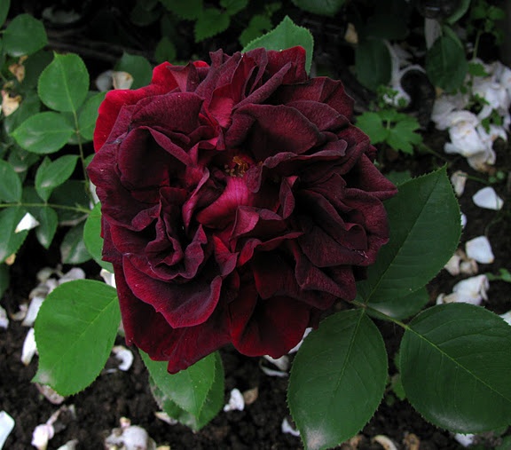 'Black Prince (hybrid perpetual, Paul, 1865)' rose photo