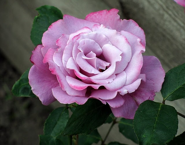 'Ametista ®' rose photo