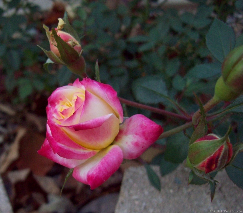 'Rainbow's End ™' rose photo