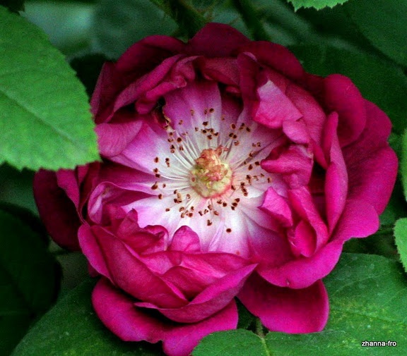 'Deuil de Paul Fontaine' rose photo