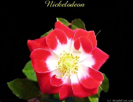 'MACnickel' rose photo