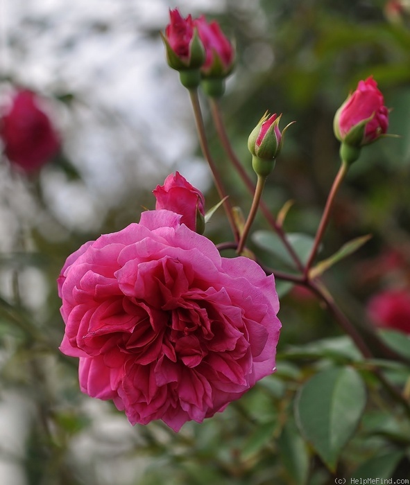 'Ivor's Rose' rose photo