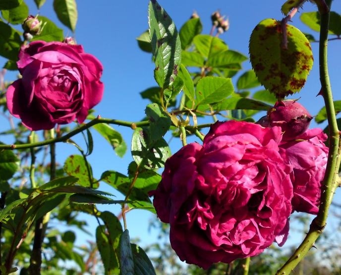 'Henry Irving' rose photo