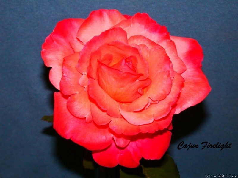 'Cajun Firelight' rose photo