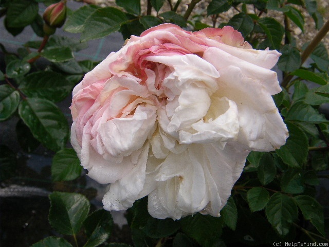 'White Gold (floribunda, Cocker, 1998)' rose photo