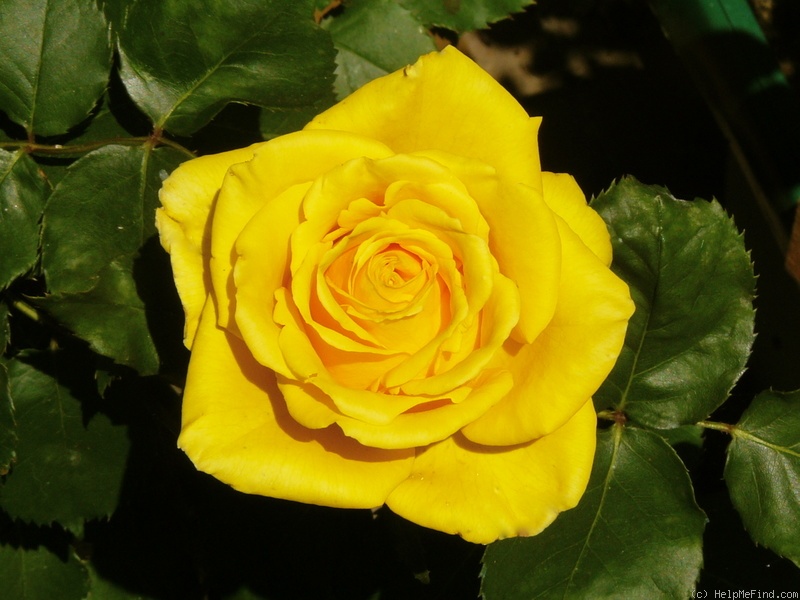 'Golden Gate ® (florists rose, Kordes 1999)' rose photo