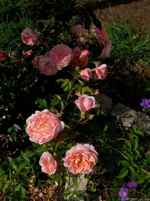 'Colette ® (hybrid tea, Meilland 1994)' rose photo