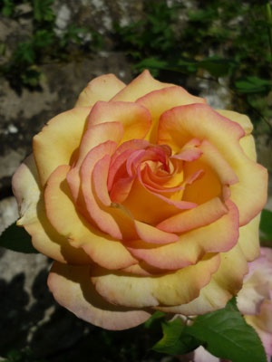 'Jean Piat ®' rose photo