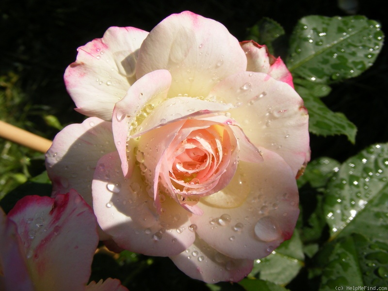 'Jubilé du Prince de Monaco ®' rose photo