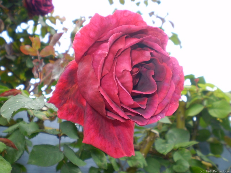 'Blackboy' rose photo