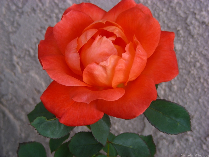 'Super Trouper ®' rose photo