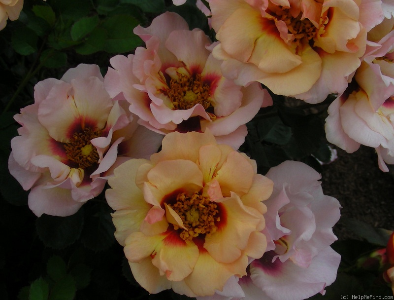 'Eyeconic ® Pink Lemonade' rose photo