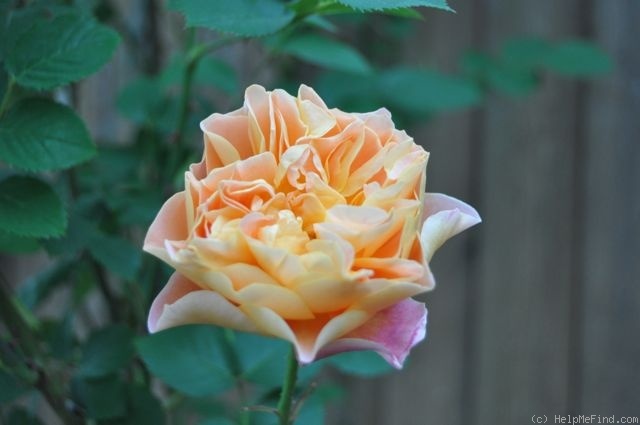 'The Impressionist ™ (shrub, Clements, 2000)' rose photo