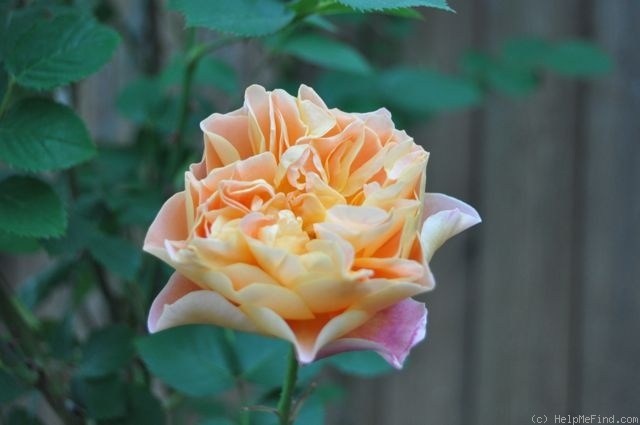 'The Impressionist ™ (shrub, Clements 2000)' rose, click to enlarge 'The Impressionist ™ (shrub, Clements 2000)' rose photo