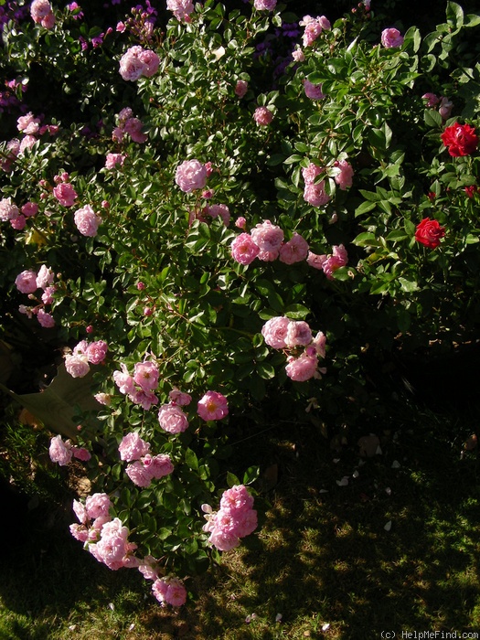 'Rural England' rose photo