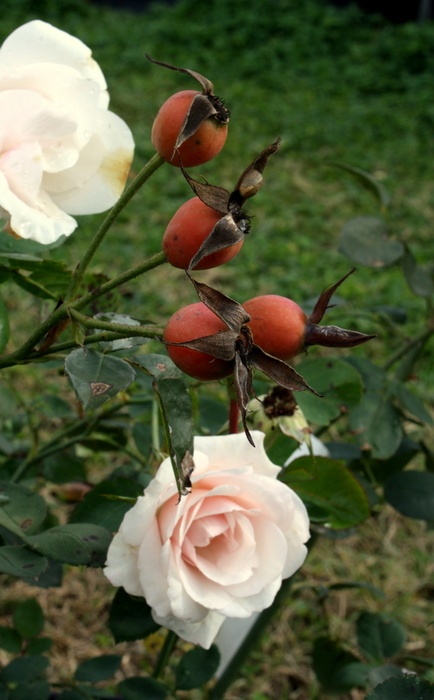 'Le rose di Piedimonte'  photo