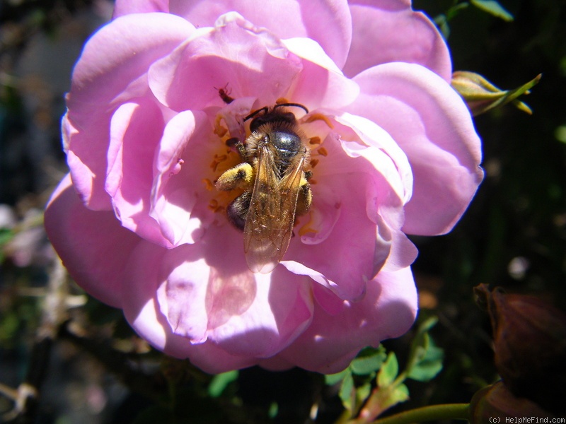 'Wilhelm III' rose, click to enlarge 'Wilhelm III' rose photo