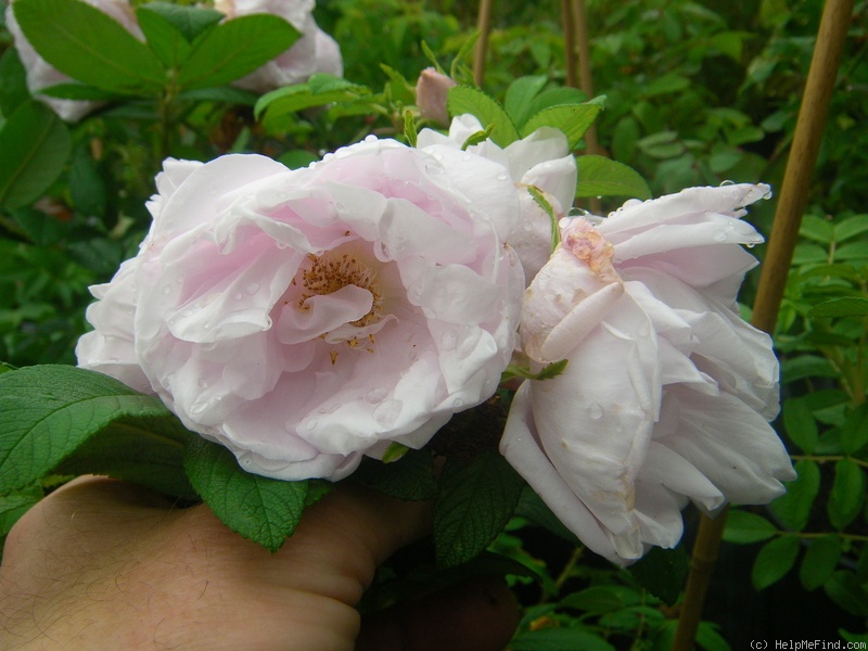 'Schneekoppe (Hybrid Rugosa, Baum, before 1984)' rose photo