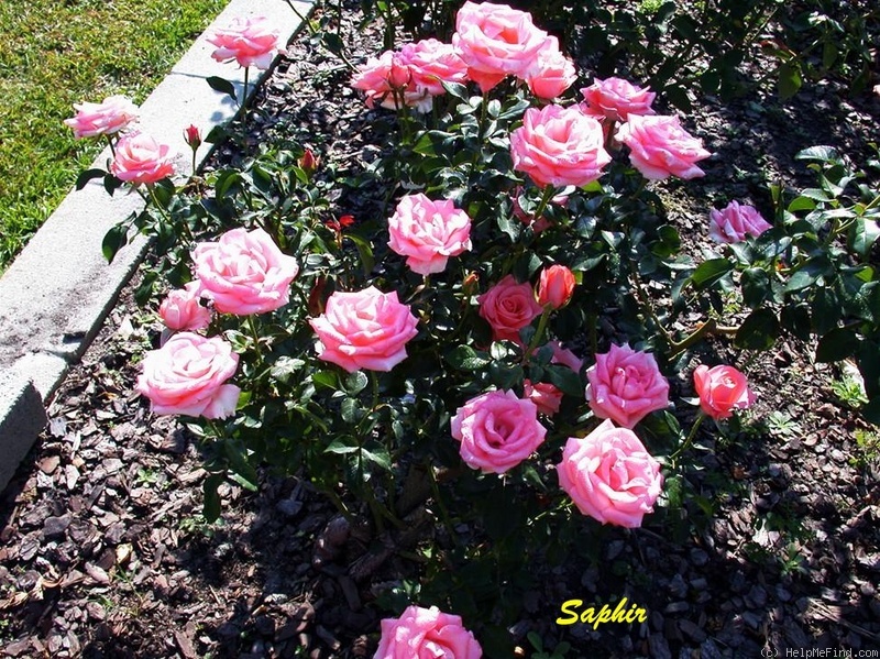 'Saphir ® (hybrid tea, Evers, 1989)' rose photo