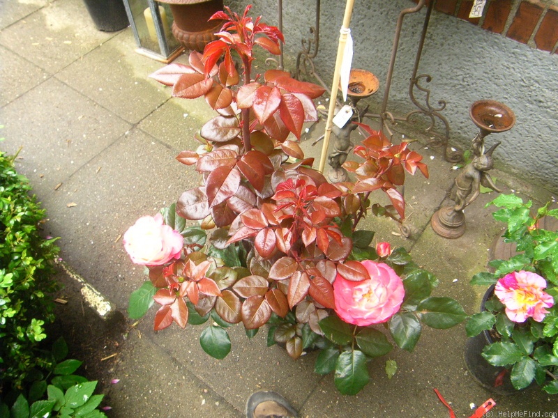 'Nostalgie ®' rose, click to enlarge 'Nostalgie ®' rose photo