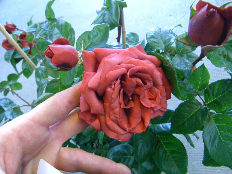 'Terracotta (hybrid tea, Simpson, 2001)' rose photo