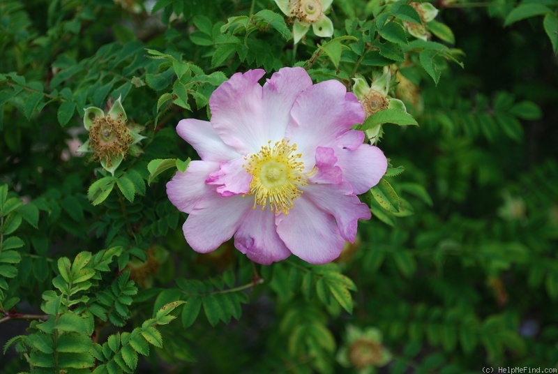 '<i>Rosa roxburghii</i> f. <I>normalis</i> Rehder & E.H.Wilson' rose photo