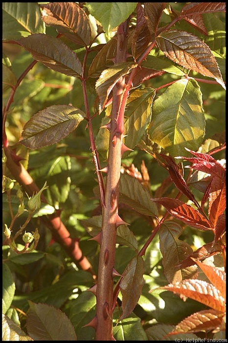 'R. sinowilsonii' rose photo