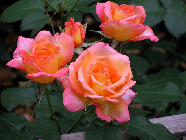 'Dionisia ®' rose photo