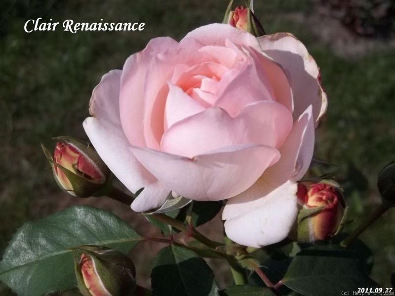 'Clair Renaissance ™' rose photo