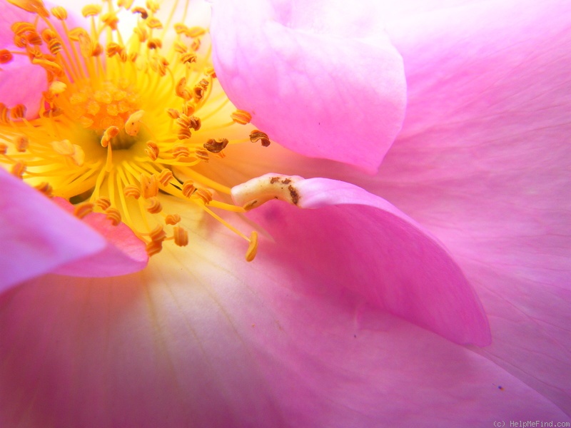 'Marguerite Hilling' rose photo