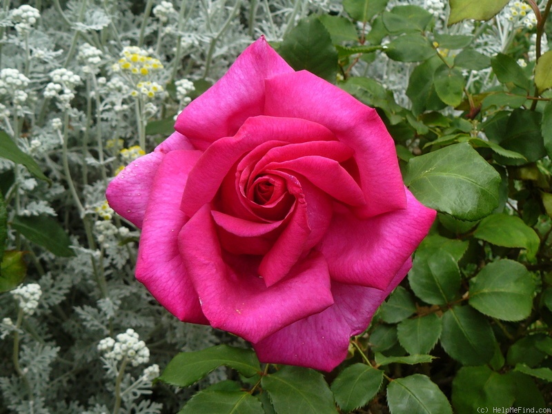'Parole ®' rose photo