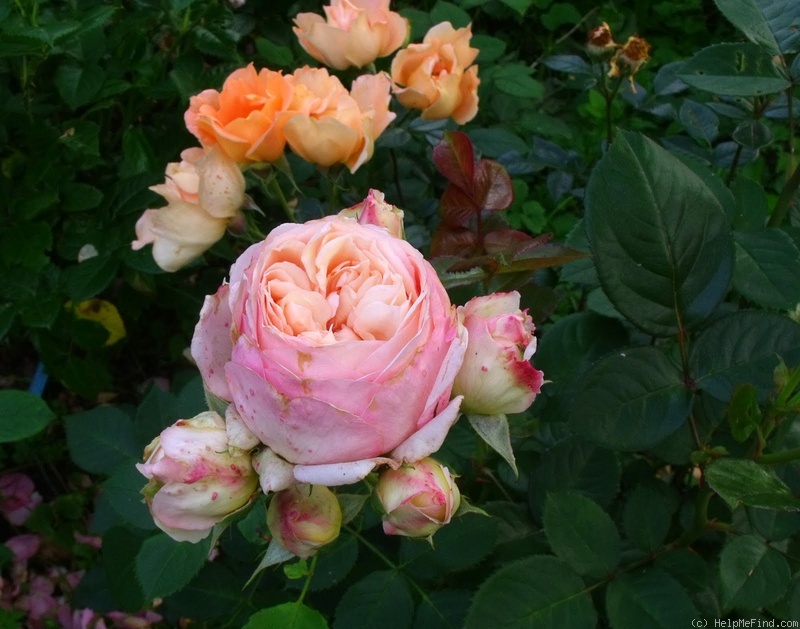 'Charles de Nervaux ®' rose photo