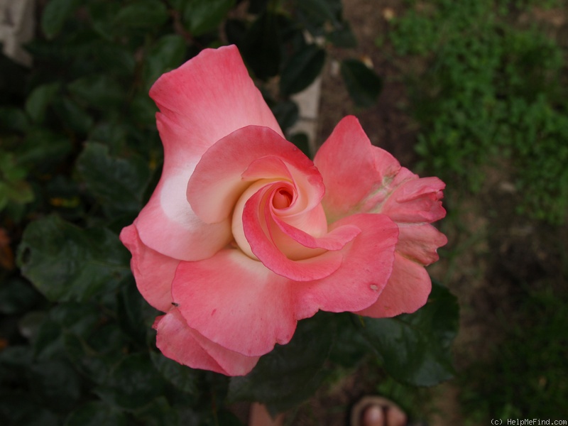 'Dick Clark ®' rose photo