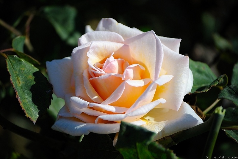 'Polly' rose photo