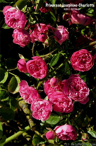 'Princesse Joséphine-Charlotte' rose photo
