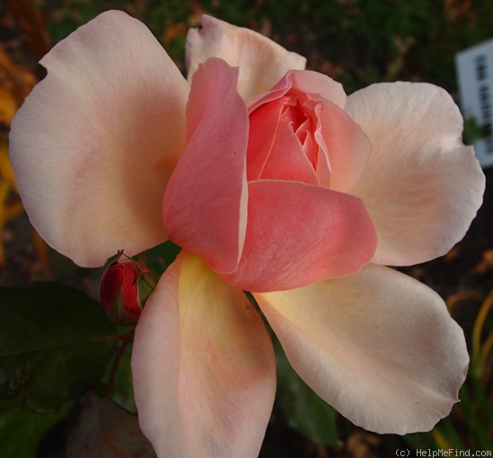 'Comtesse Vandal' rose photo