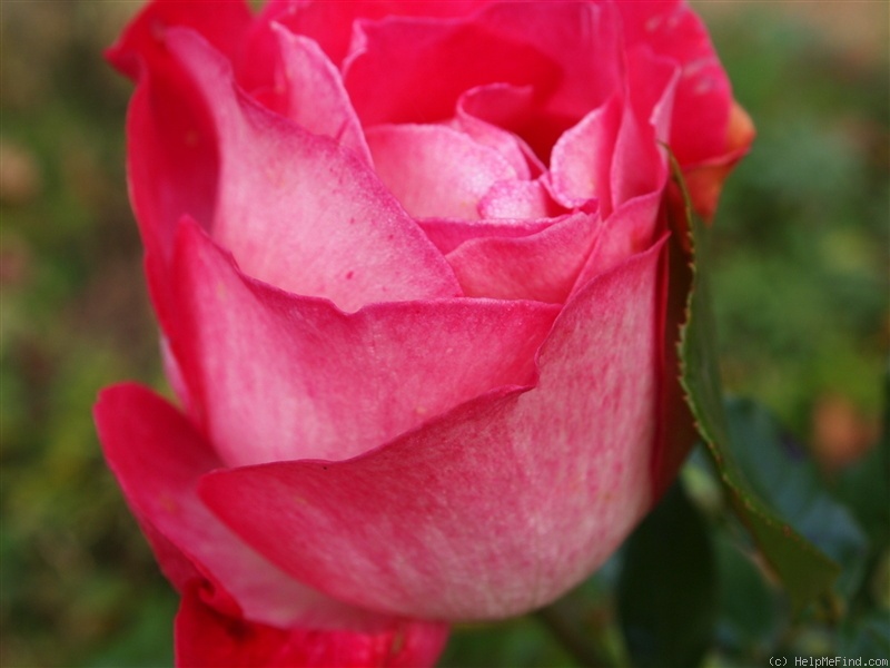 'Rose Gaujard ®' rose photo