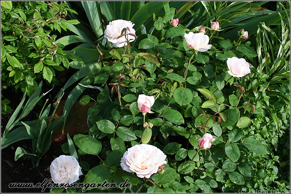 'Winchester Cathedral ®' rose photo