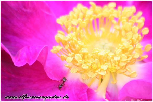 'Violacea (gallica)' rose photo