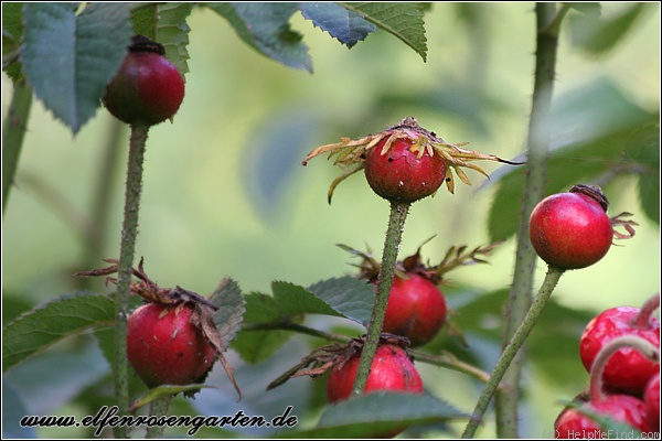 'Violacea (gallica)' rose photo