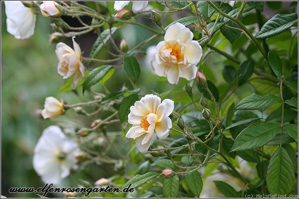 'Lykkefund (Rambler, Olsen, 1930)' rose photo