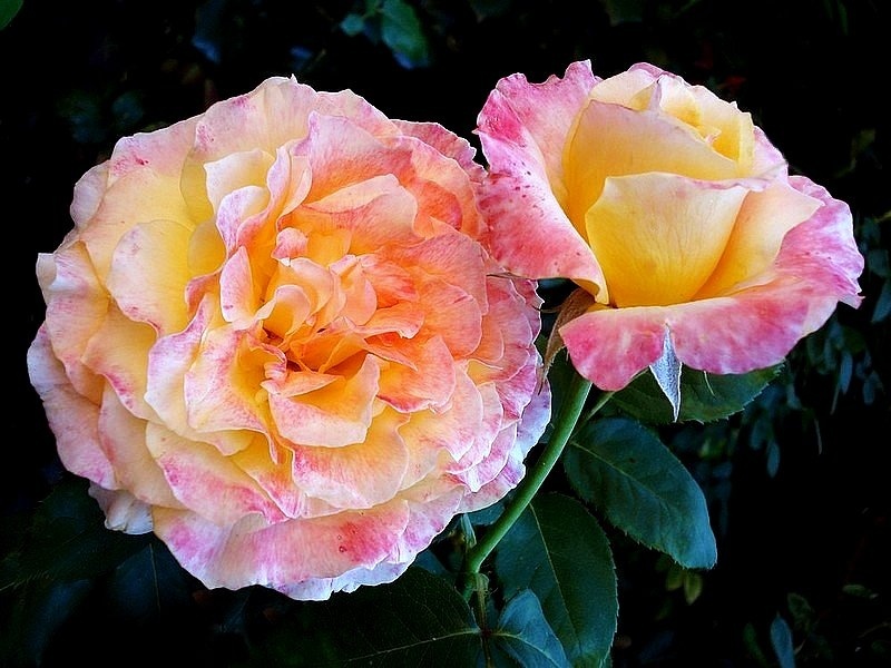 'Jean Pierre Coffe' rose photo