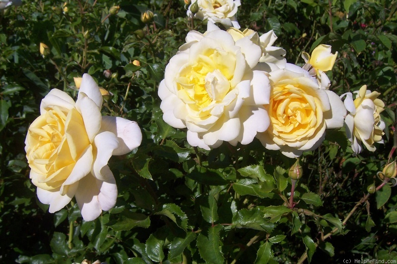 'Barbara Louise' rose photo